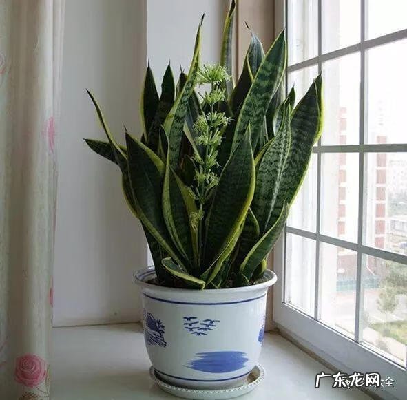 室内爬墙植物 室内养爬墙植物破坏风水吗