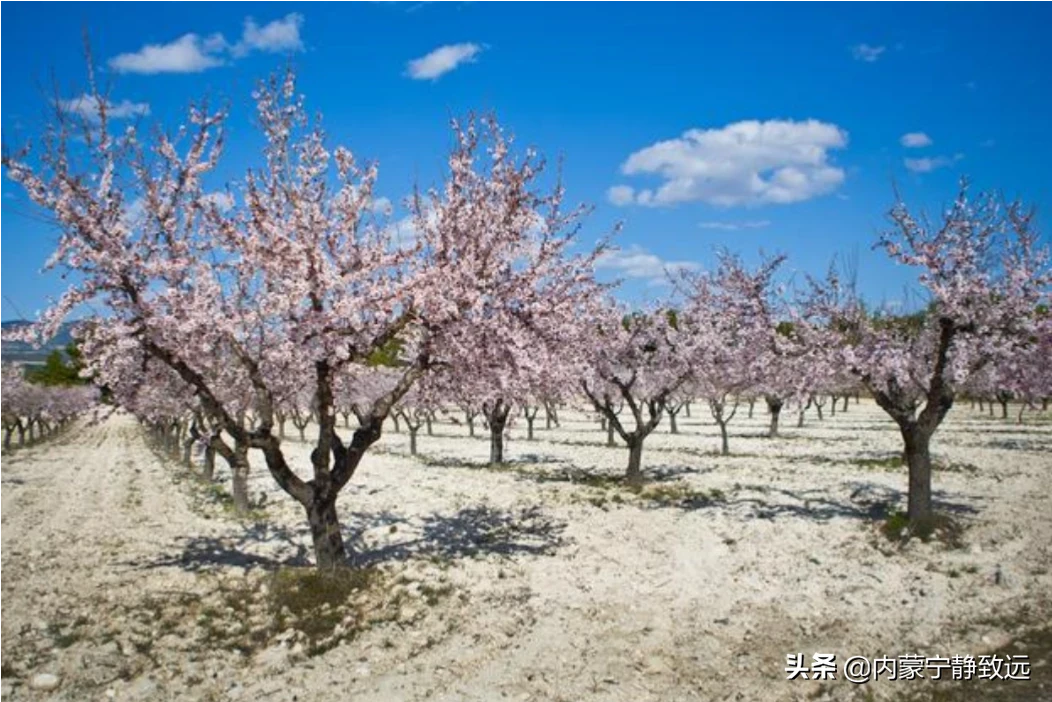 春天快来了,你最想拍家乡的哪些春景?