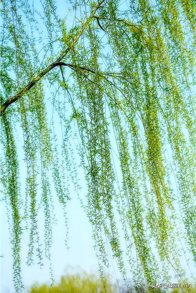 春天快来了,你最想拍家乡的哪些春景?