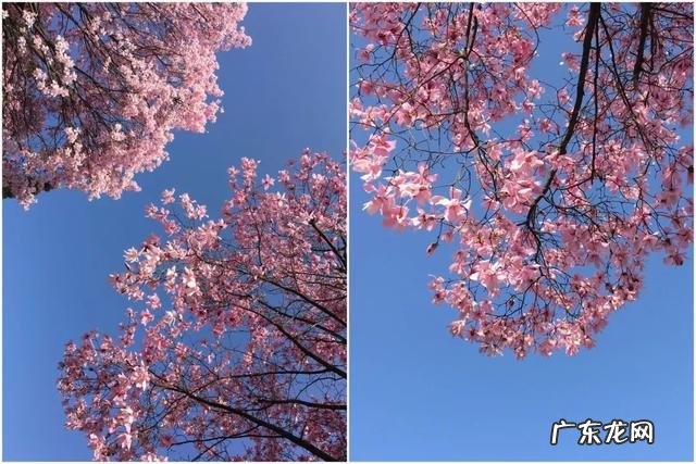 广东药王谷 药王谷景区门票多少钱