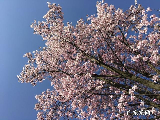 广东药王谷 药王谷景区门票多少钱