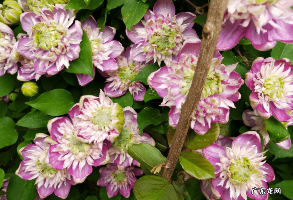 庭院种铁线莲风水 铁线莲种在院子里.风水好吗?