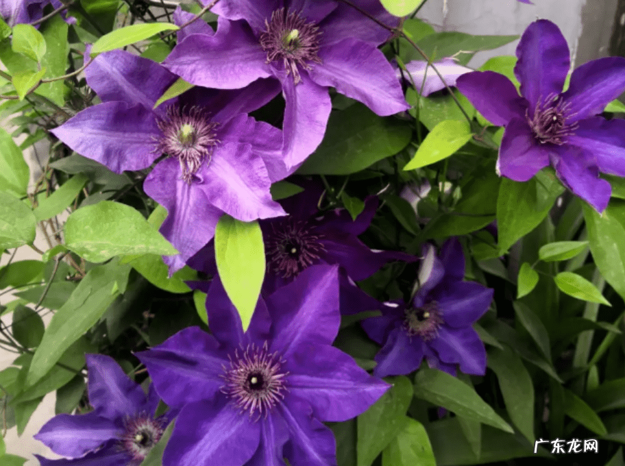 庭院种铁线莲风水 铁线莲种在院子里.风水好吗?