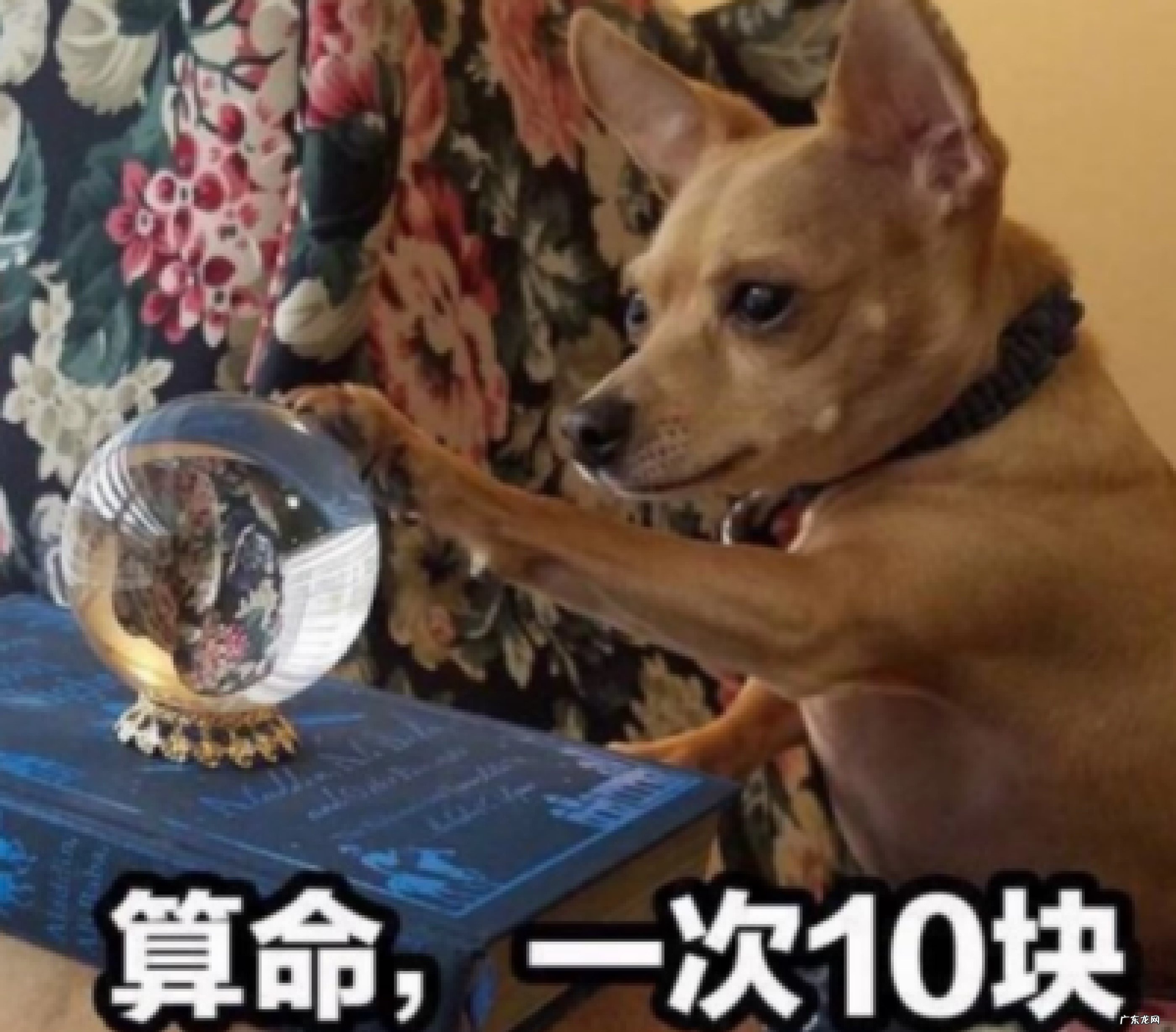 有没有可能猫狗已经掌握了宇宙的最终奥秘,却没办法告诉人类?