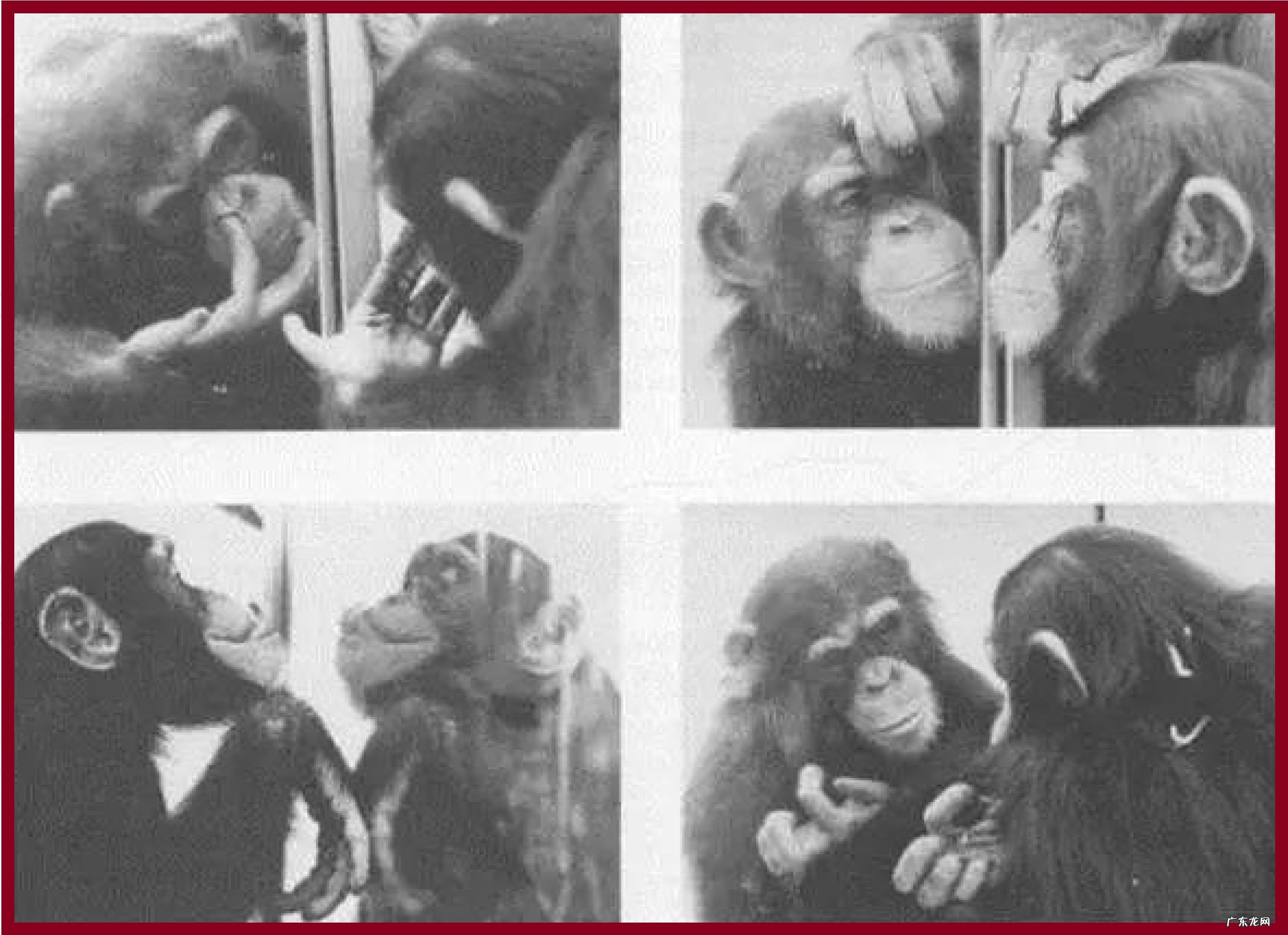 有没有可能猫狗已经掌握了宇宙的最终奥秘,却没办法告诉人类?