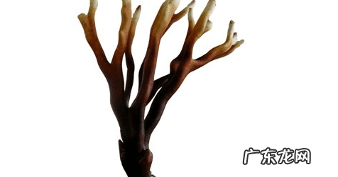 鹿角菜怎么吃 鹿角菜是什么菜图片
