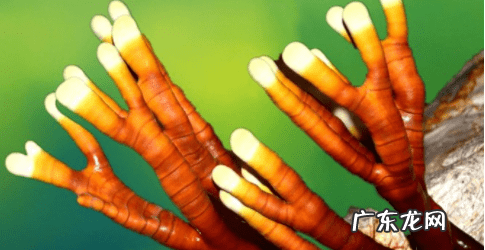 鹿角菜怎么吃 鹿角菜是什么菜图片