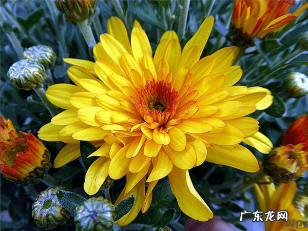 吃苟枸有什么好处 苟杞茶