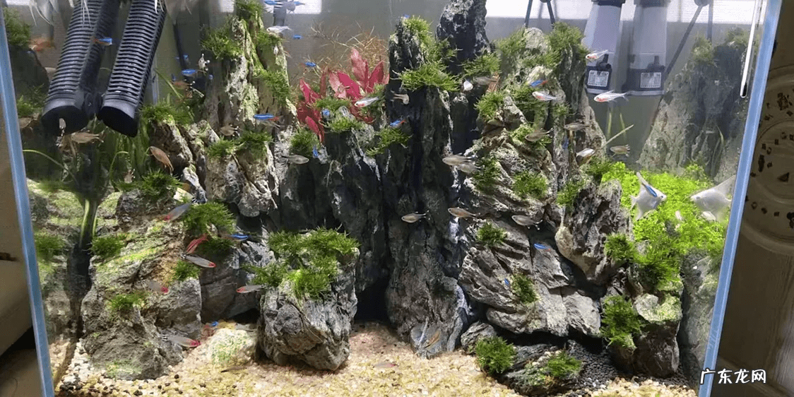 在室内养鱼应该把鱼放在哪里 风水鱼放哪里