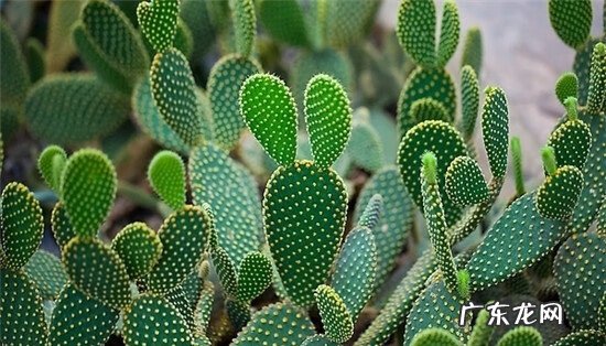 种仙人球对风水好吗 仙人球种家里风水好吗