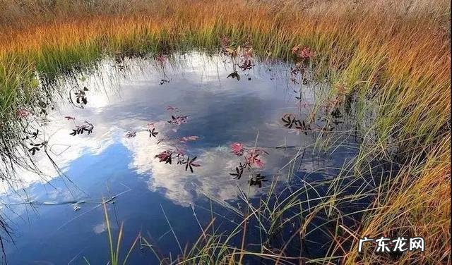 iwillsurvive现场版 iwillsurvive什么意思