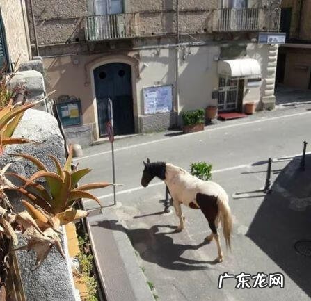 iwillsurvive现场版 iwillsurvive什么意思