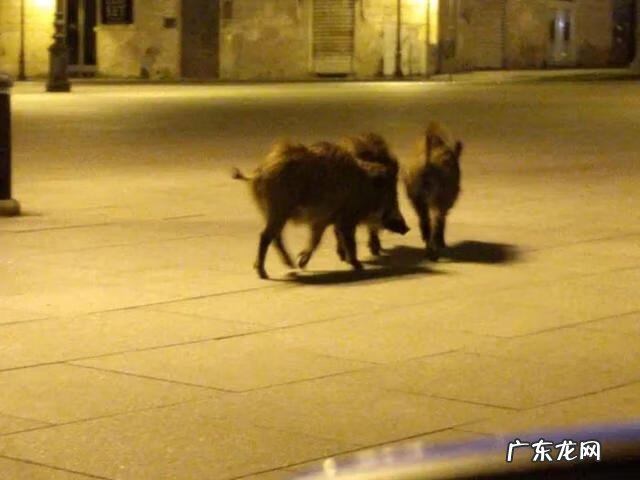 iwillsurvive现场版 iwillsurvive什么意思