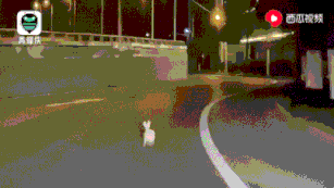 iwillsurvive现场版 iwillsurvive什么意思