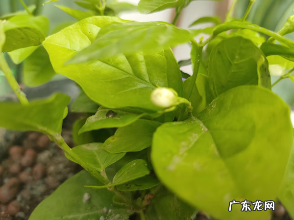 《养花》全文 养花文案