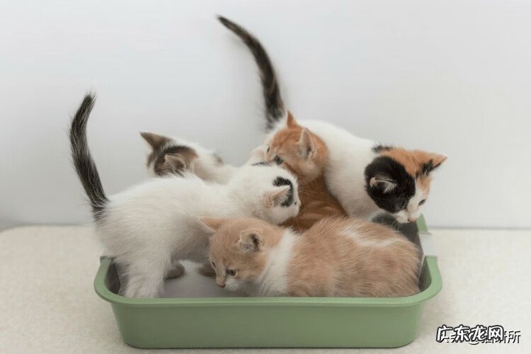 家里宠物接连死去风水 宠物逃走是什么风水