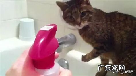 家里宠物接连死去风水 宠物逃走是什么风水