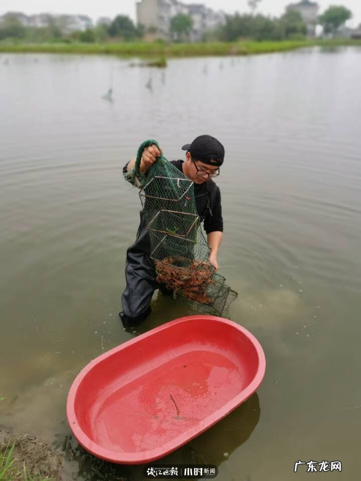 银鱼的介绍 银鱼