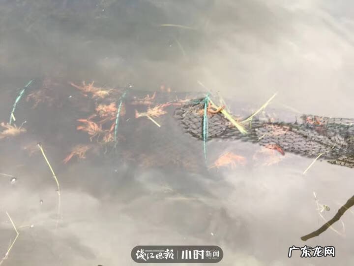 银鱼的介绍 银鱼