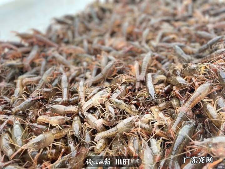 银鱼的介绍 银鱼