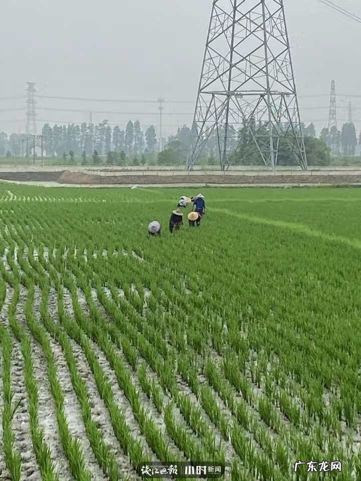 银鱼的介绍 银鱼