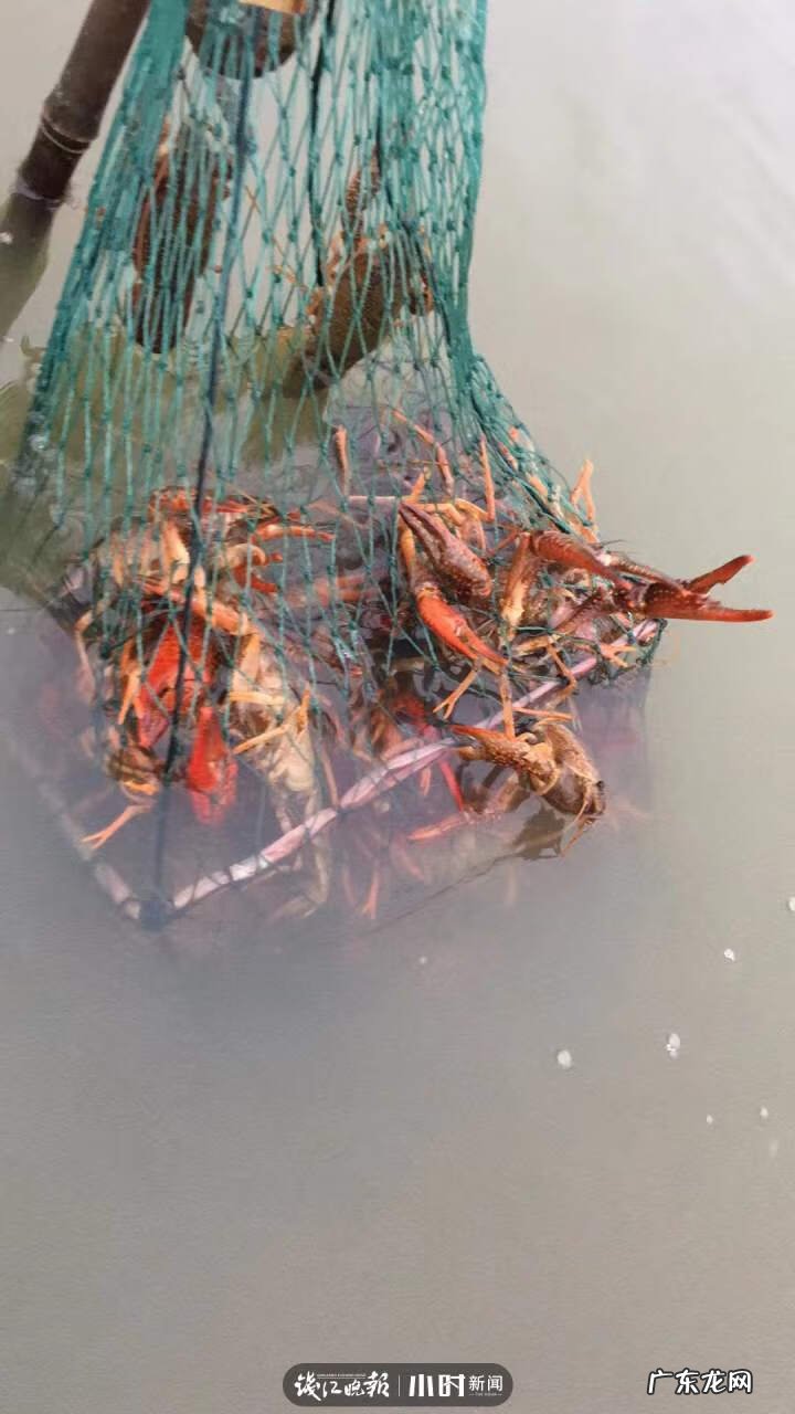 银鱼的介绍 银鱼