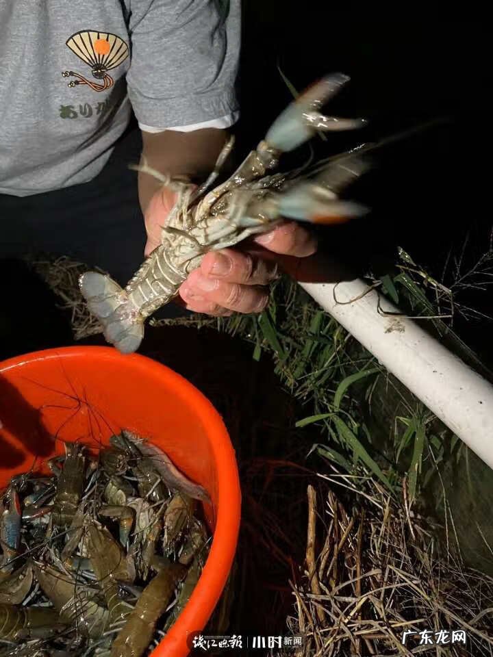 银鱼的介绍 银鱼