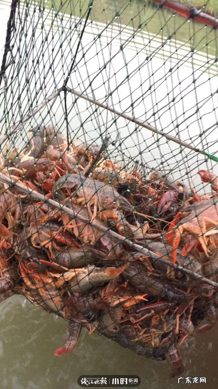 银鱼的介绍 银鱼