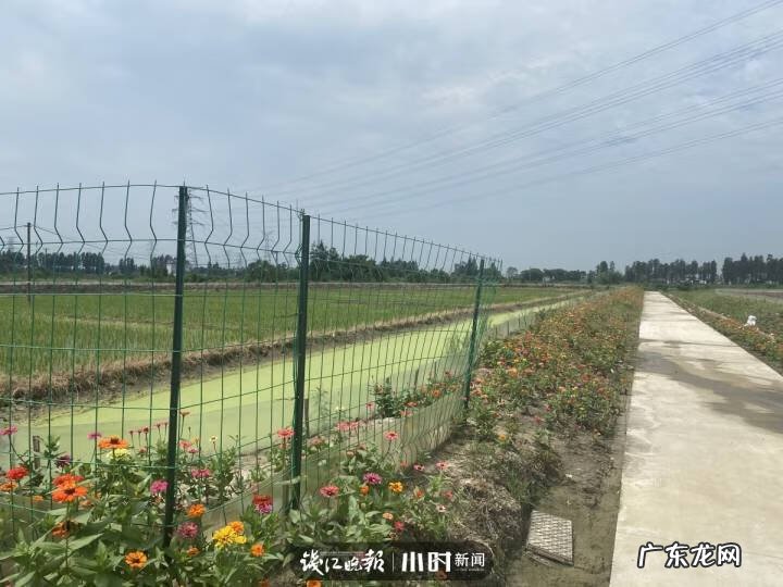 银鱼的介绍 银鱼