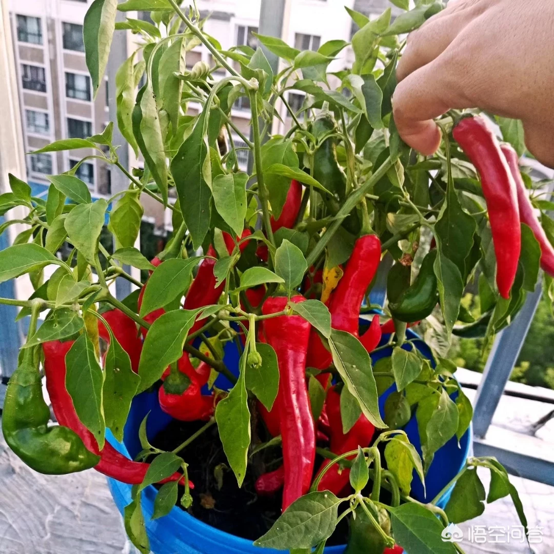 怎么利用没有封闭的阳台种蔬菜?