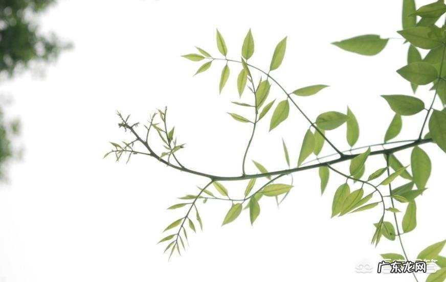 有哪些和夏天相关的音乐,曾让你单曲循环一整天?