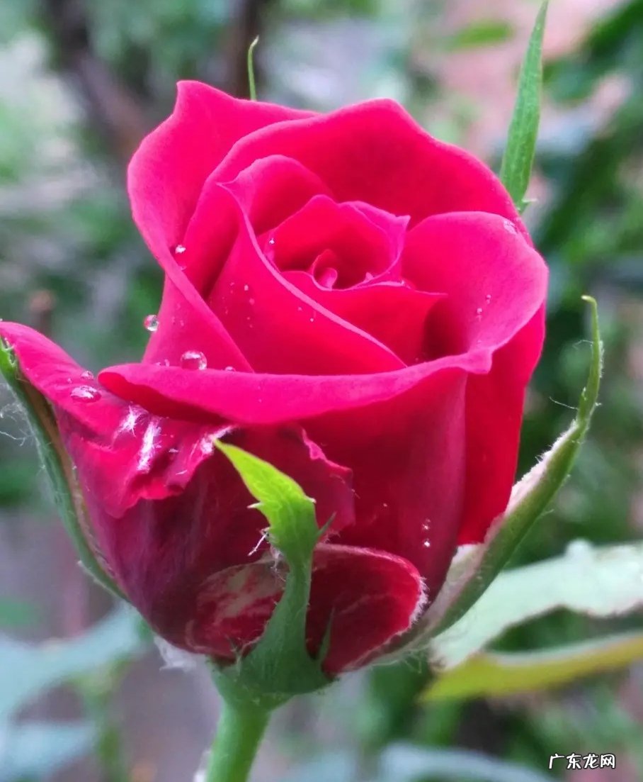 什么样的女人最美丽?