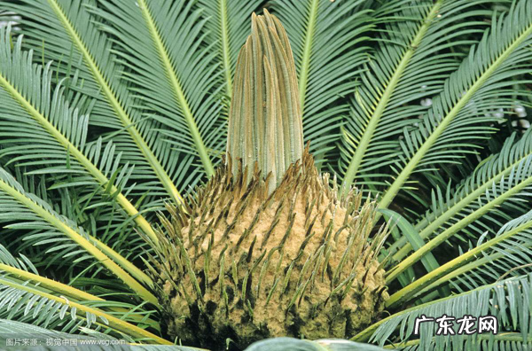 铁树和苏铁有什么区别 苏铁是不是铁树