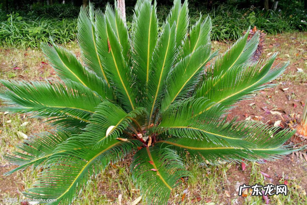 铁树和苏铁有什么区别 苏铁是不是铁树