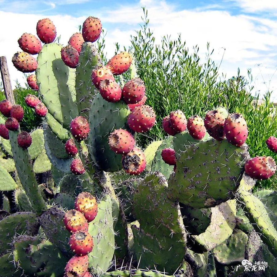 仙人掌果的功效与作用有哪些呢