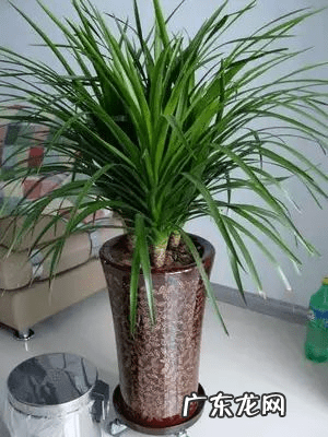 风水盆栽植物有哪些 风水盆景植物有哪些