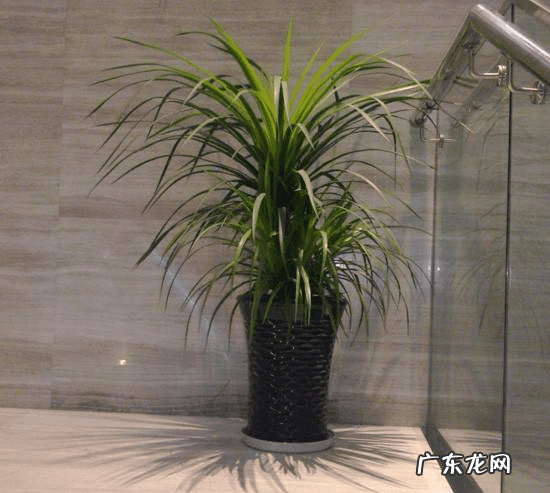 风水盆栽植物有哪些 风水盆景植物有哪些