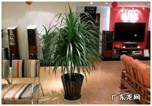 风水盆栽植物有哪些 风水盆景植物有哪些