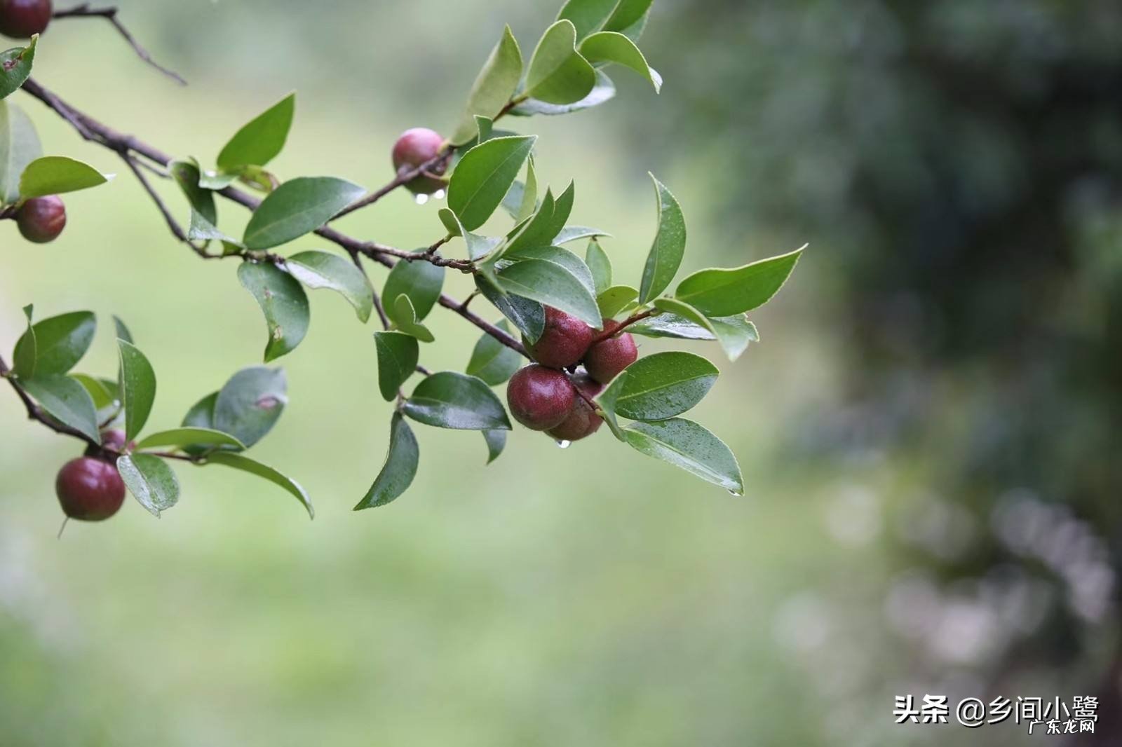 国庆假期农村秋收,你觉得要不要回家收秋?