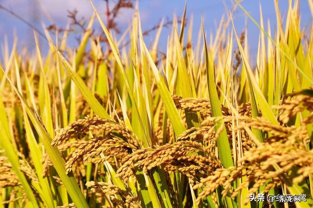 国庆假期农村秋收,你觉得要不要回家收秋?