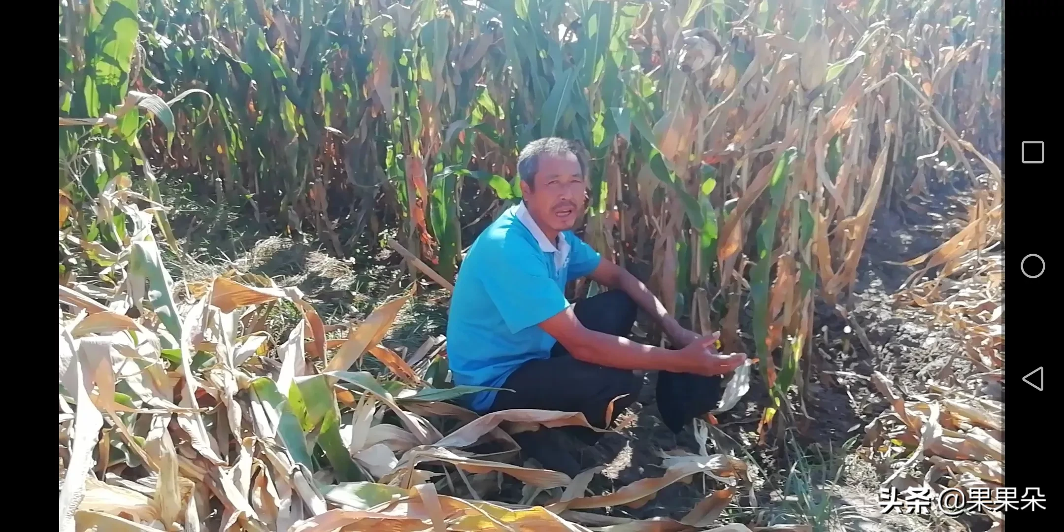 国庆假期农村秋收,你觉得要不要回家收秋?