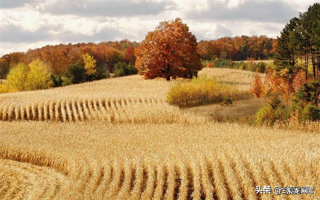 国庆假期农村秋收,你觉得要不要回家收秋?