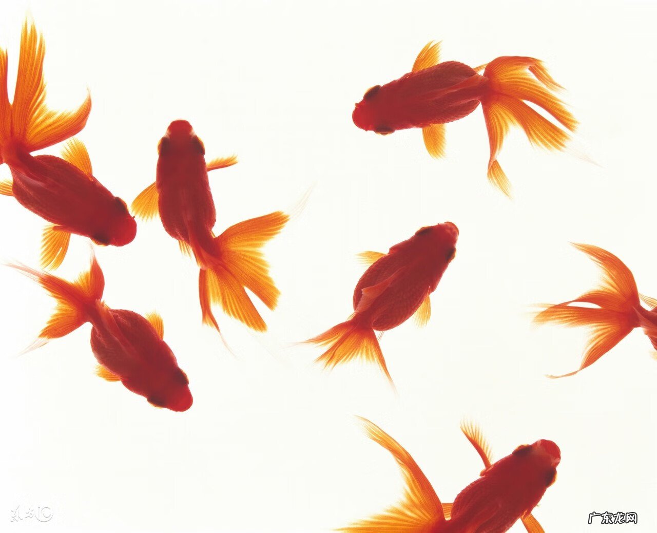 家里风水养鱼应养几条 做生意风水鱼养几条好