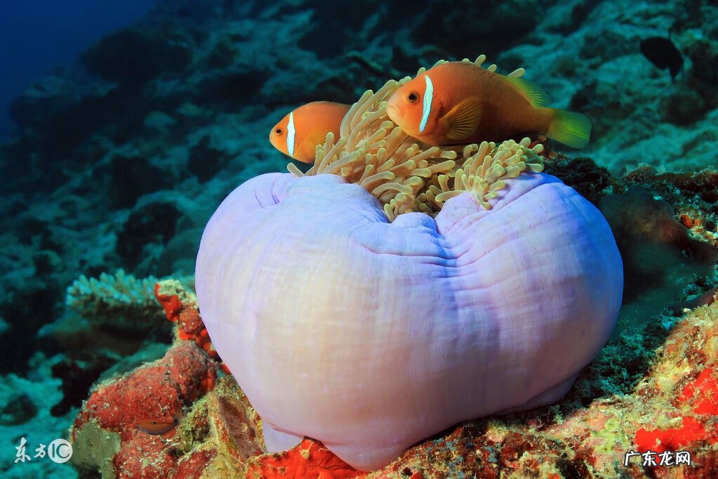 家里风水养鱼应养几条 做生意风水鱼养几条好