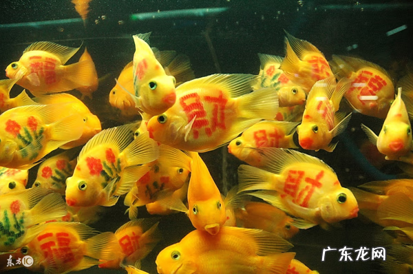 家里风水养鱼应养几条 做生意风水鱼养几条好