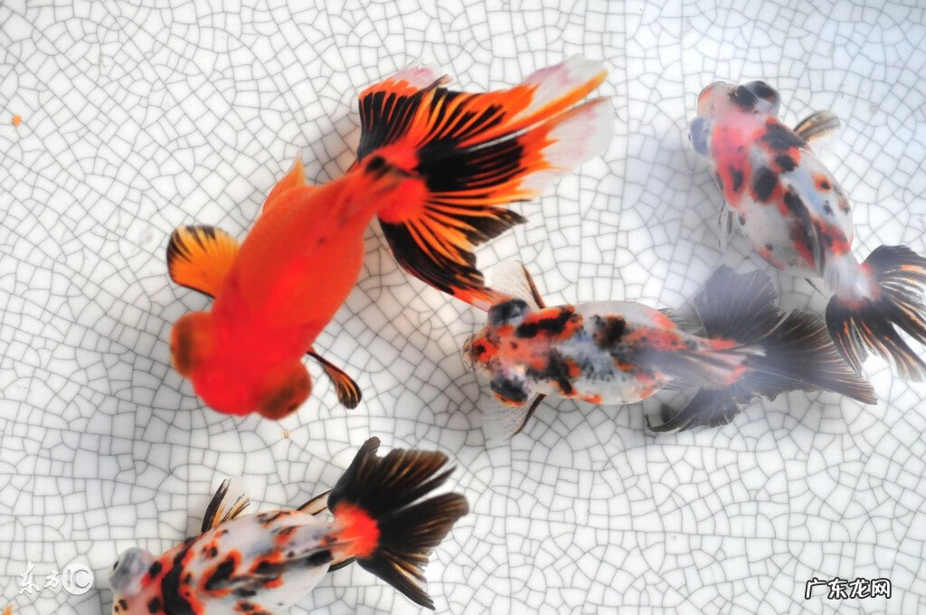 家里风水养鱼应养几条 做生意风水鱼养几条好