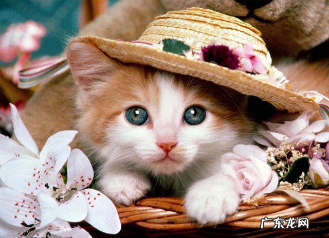 狗养在家里什么方位好风水好 狗狗睡觉方向有什么风水