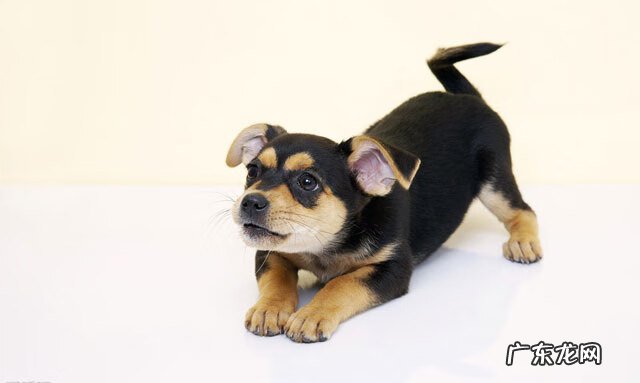 狗养在家里什么方位好风水好 狗狗睡觉方向有什么风水