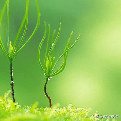 快餐式恋爱,买卖式婚姻,始于微信,止于微信,真挚情感当代人永远也遇不到了吗?