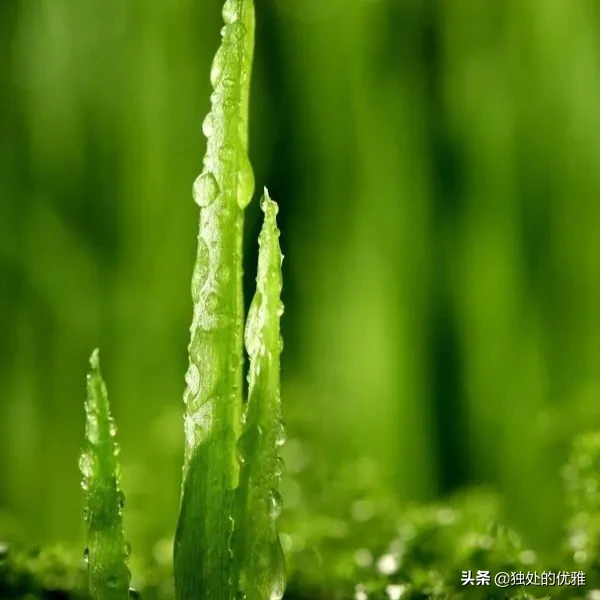 快餐式恋爱,买卖式婚姻,始于微信,止于微信,真挚情感当代人永远也遇不到了吗?